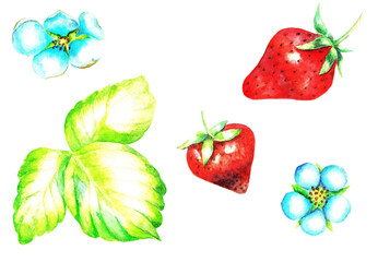 Strawberies, flowers and leaves, watercolor