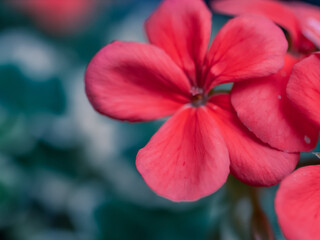 Red flower