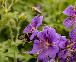 Bienenarbeit