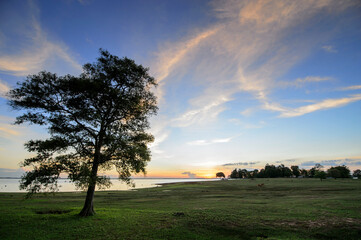Fototapeta na wymiar tree and the sunset sky