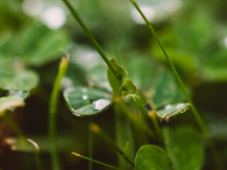 water drops on a leaf