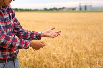 Naklejka na ściany i meble Hands farmer holding wheat grains on a wheat field. 
