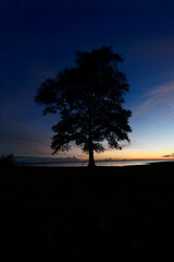 tree and the sunset sky