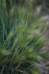 green grass background