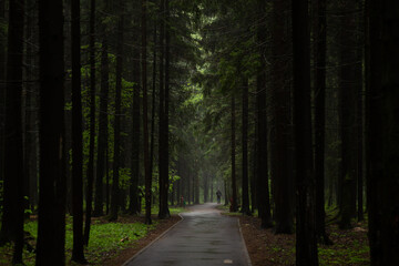 Obraz premium Path through a dark forest at night. Dark mysterious forest background. Silhouette of a man in the distance on a track