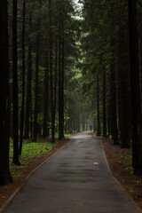 Path through a dark forest at night. Dark mysterious forest background. Silhouette of a man in the distance on a track