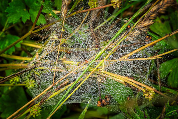 Spiderweb on a dreary morning