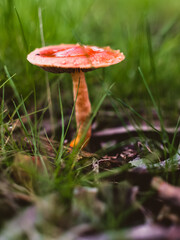 Mushroom in the forest