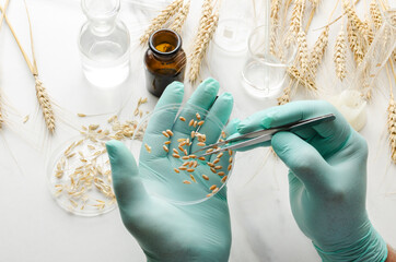 Laboratory assistent wearing green gloves and holding petri dish full of wheat seeds.Concept of...
