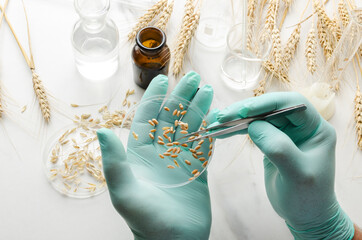 Laboratory assistent wearing green gloves and holding petri dish full of wheat seeds.Concept of testing wheat, organic seeds