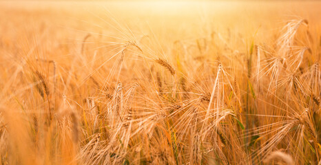  Beautiful background of ripening ears of wheat field at suntlight. Rich harvest concept.
