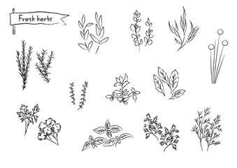 ハーブ線画　名前なし © Kiritami