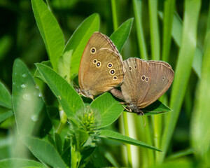 butterflies on green leaf in the National Park