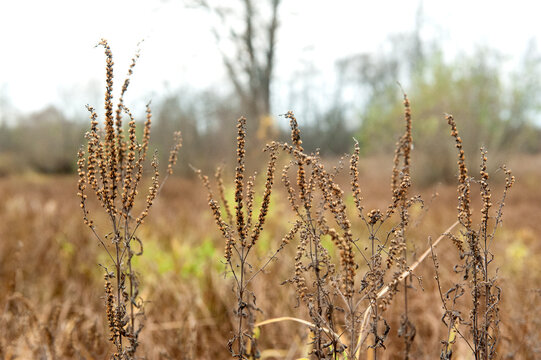 horse sorrel or aveluk close-up. Dry plant, grass in the field.
