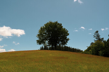 lonely tree on a hill