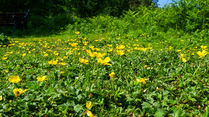 A field of buttercups