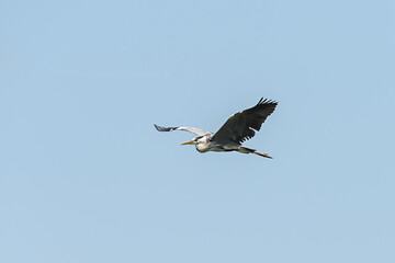 A Great Blue Heron Flying. A beautifully large wading bird flying high through the sky.