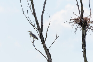 A Great Blue Heron stands on a branch