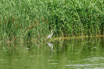 Typical landscape at swamp area of Imperial Pond (Carska bara), large natural habitat for birds and other animals from Serbia. A Great Blue Heron 