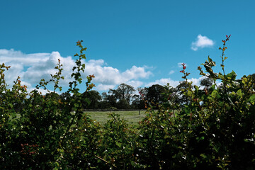 Trees through a hedgerow against a cloudy blue sky