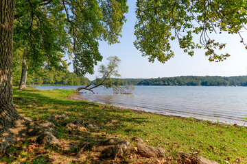 Lakeshore view under a tree on a sunny day in Little rock 