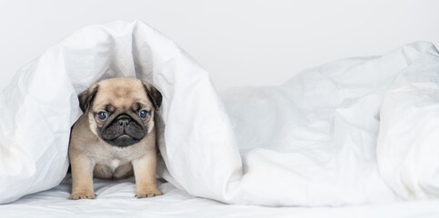 Cute Pug puppy sits under warm blanket on the bed at home. Empty space for text