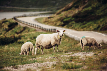 sheep in the mountains