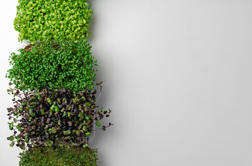 Top view of micro green trays on white background