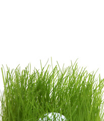 Golfball hidden in grass