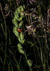 Marienkäfer Hangout
