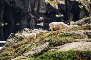 sheep in the mountains