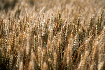 Fields of wheat at the end of summer fully ripe