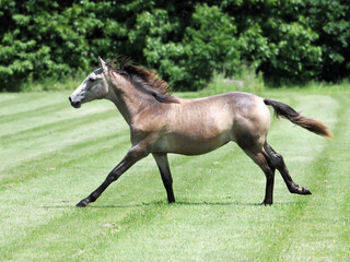 Young Horse Playing