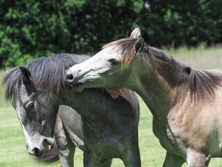 Young Horses Fighting
