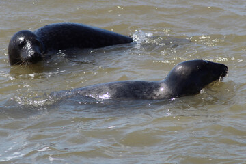 Obraz premium Earless seal in the sea.