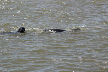 Fototapeta premium Earless seal in the sea.