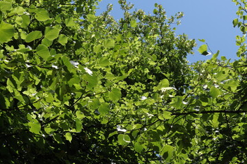 Tree branches, Lisbon, Portugal