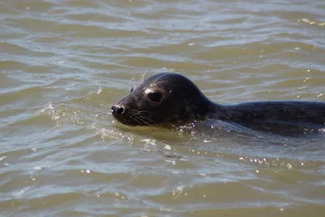 Gordijnen Earless seal in the sea. © Marije Kouyzer