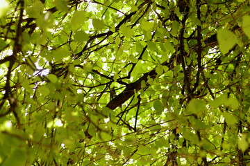 Tree branches, Lisbon, Portugal