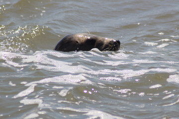 Earless seal in the sea.