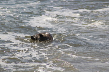 Earless seal in the sea.