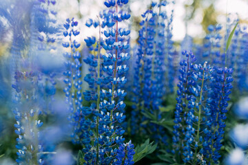 Purple lupines field. Field of blue flowers. Many lupines.
