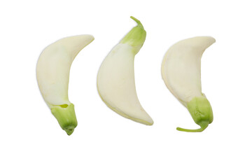 Sesbania grandiflora isolated on white background