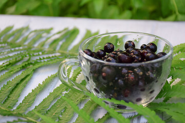 Cup of black currant on a background of green leaves of fern