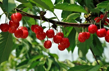 真っ赤なさくらんぼ