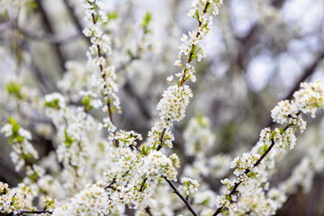 Blooming plum tree. The branches are covered with white flowers.