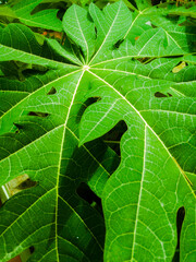 A closeup shot of a papaya leaf with yellowish veins in it starting from a center point.
