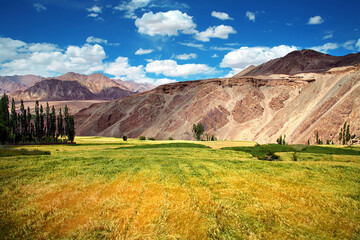 Beautiful Landscape, The Meadows and farmlands at Ladakh , india