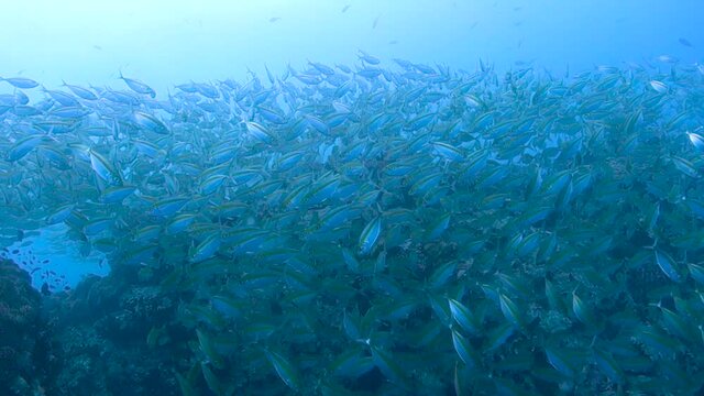 School of fusiliers darts around a rock pinnacle to avoid being eaten by a large Queenfish; Gulf of Thailand.