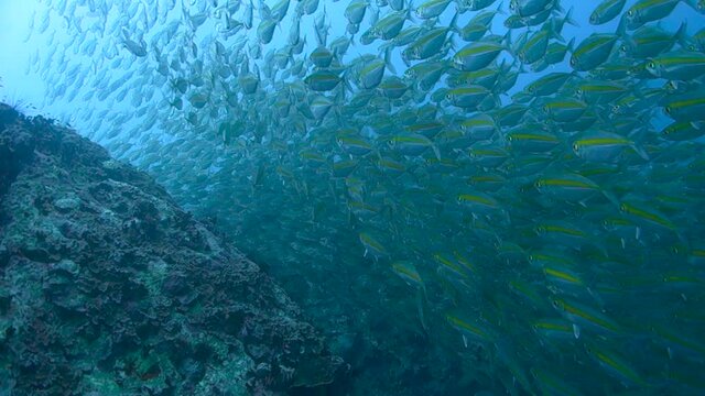 School of fusiliers darts quickly toward the camera to avoid being eaten by a large Queenfish; Gulf of Thailand.
